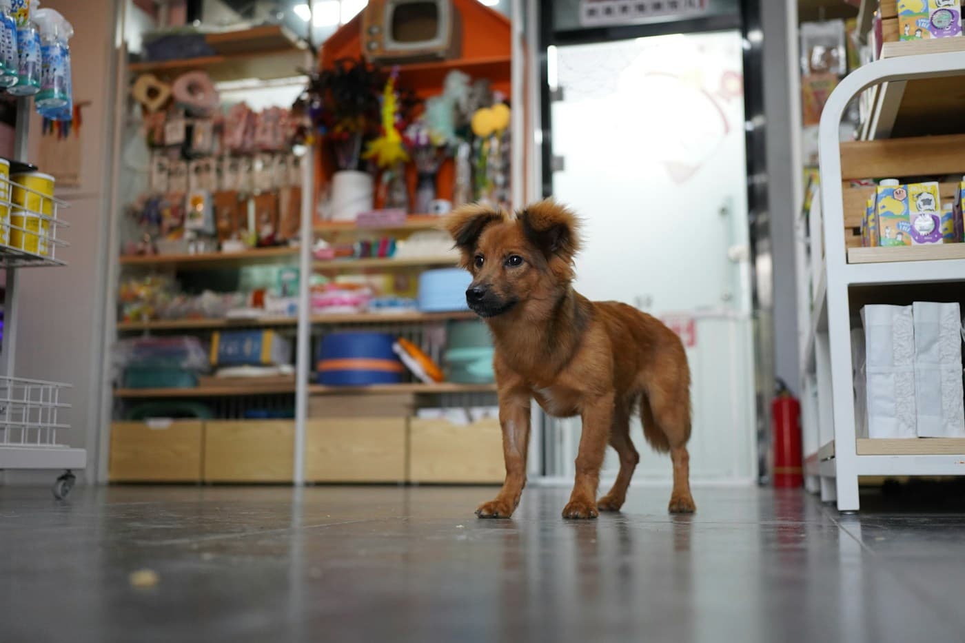 pet shop
