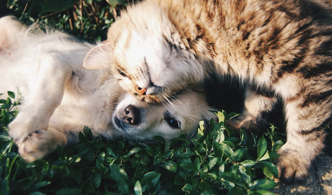 Cachorro e gato juntos na grama